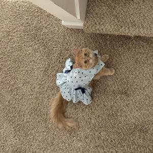 Lost Cat Ames