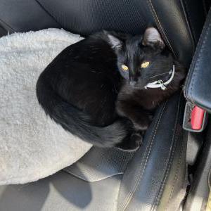 Lost Cat Nala