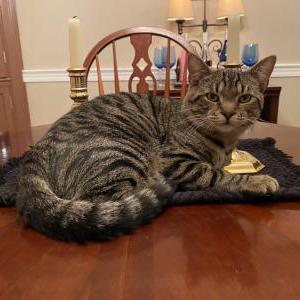 Lost Cat Heena