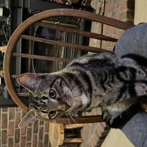 Lost Cat Jack