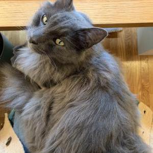 Lost Cat Cat