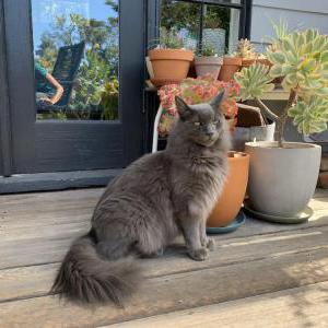 2nd Image of Cat, Lost Cat