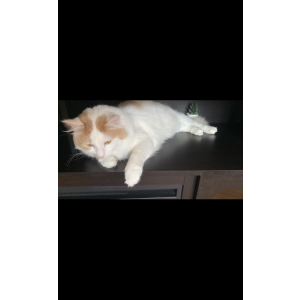 Lost Cat Fluffy