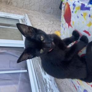 Lost Cat Arlo