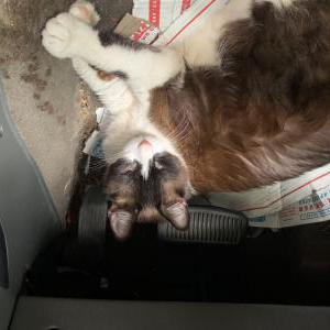 Lost Cat TeddyBear / Theodore