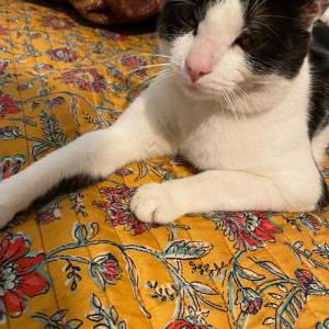 Lost Cat Oliver