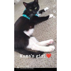 Lost Cats In VIRGINIA BEACH, VA - Lost My Kitty