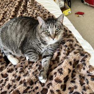 Found Cat Unknown