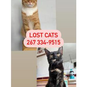 Lost Cat Ze and Mia