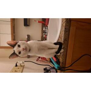 Lost Cat Batman