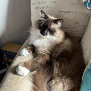 Lost Cat Shadow