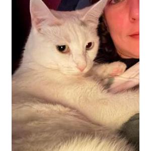 Lost Cat Talia