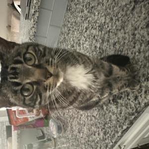 Lost Cat Phoenix