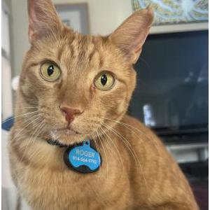Lost Cat Roger