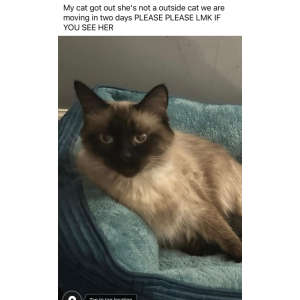 Lost Cat Nova