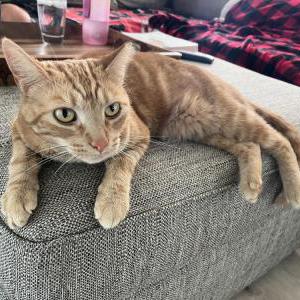 Lost Cat Merlin