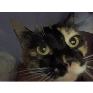Image of cookie, Lost Cat