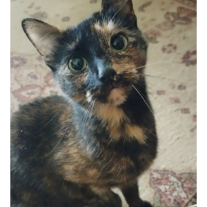 Lost Cat Kiki