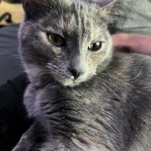Lost Cat Stormii