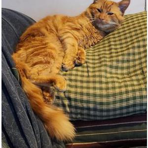 Lost Cat None