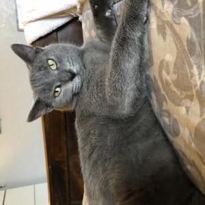 Lost Cat Star