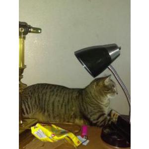 Lost Cat Stimpy