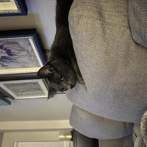 Lost Cat Sosuke