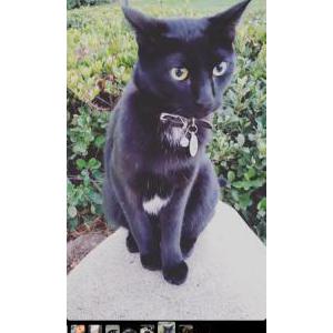 Lost Cat INDica