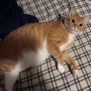 Lost Cat Finn