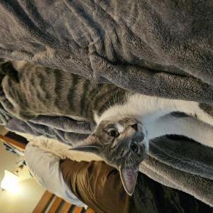 Lost Cat MrsNibblesworth
