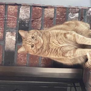 Lost Cat Simba