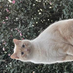 Lost Cat Frankie