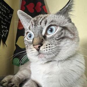 Lost Cat Frosty