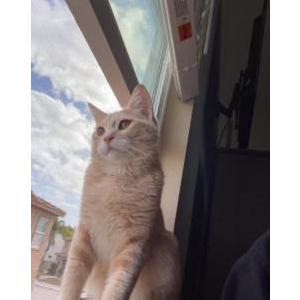 Lost Cat Jasper