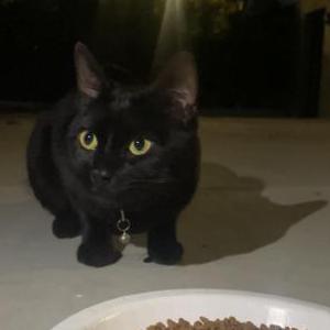 Found Cat UNKNOWN