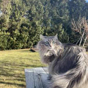 Lost Cat Ollie
