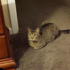 Lost Cat Deaner