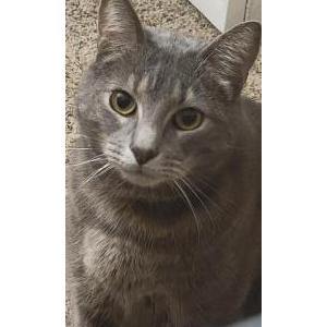 Image of Umbra, Lost Cat