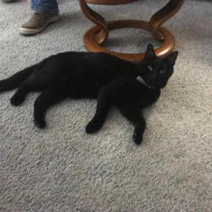 Lost Cat Johnny Cash