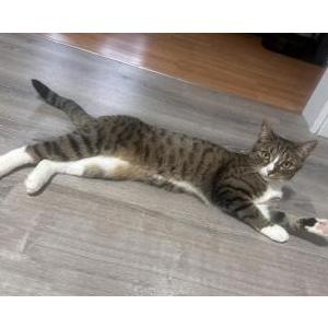 Lost Cat khaleesi