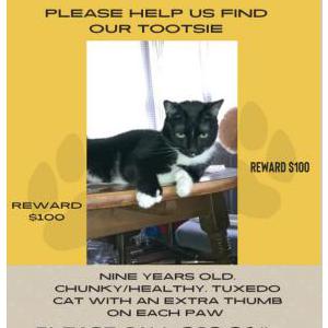 Lost Cat Tootsie