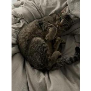 Lost Cat Keesh