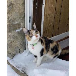 Lost Cat Lucy