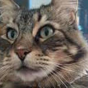 Lost Cat Kuroi
