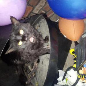 Lost Cat Sozo