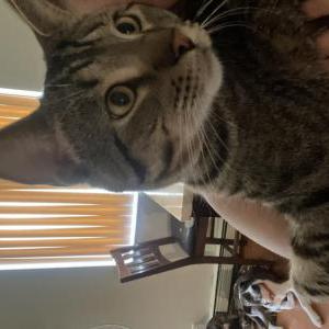 Lost Cat Monaco