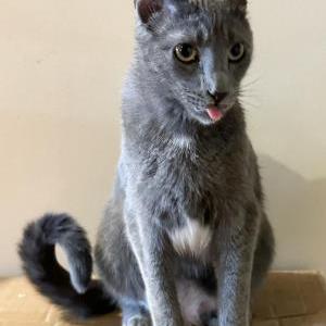 Lost Cat Bitty