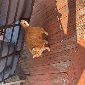 Lost Cat Fred
