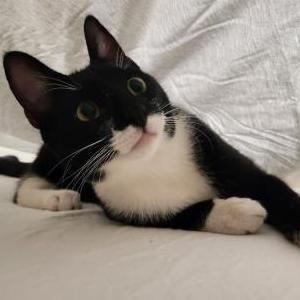 Lost Cat PJ