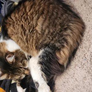 Lost Cat Jack